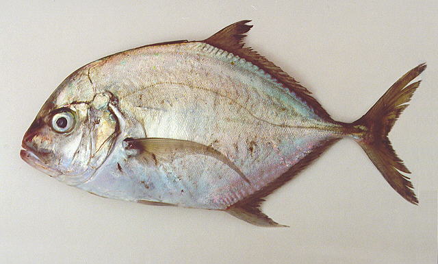 Carangoides malabaricus (Bloch & Schneider, 1801)